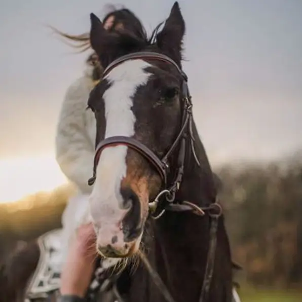 A brown and white horse